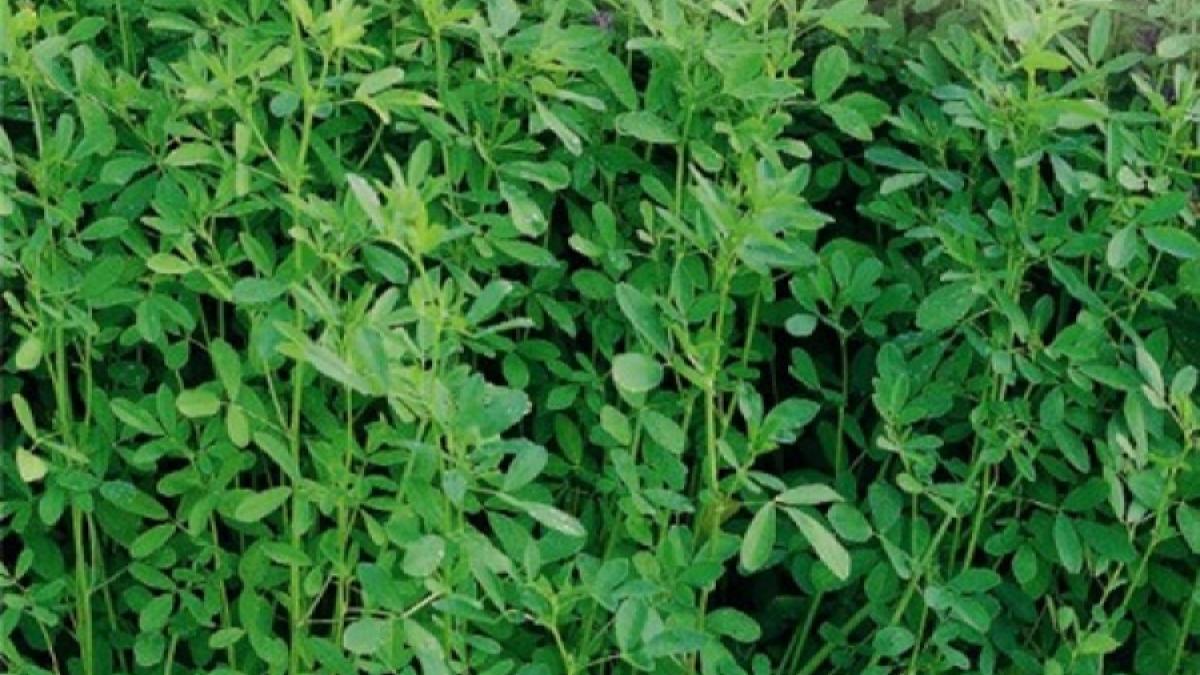 Tratamente naturiste. O banală plantă furajeră vindecă zeci de boli și e de fapt un superaliment