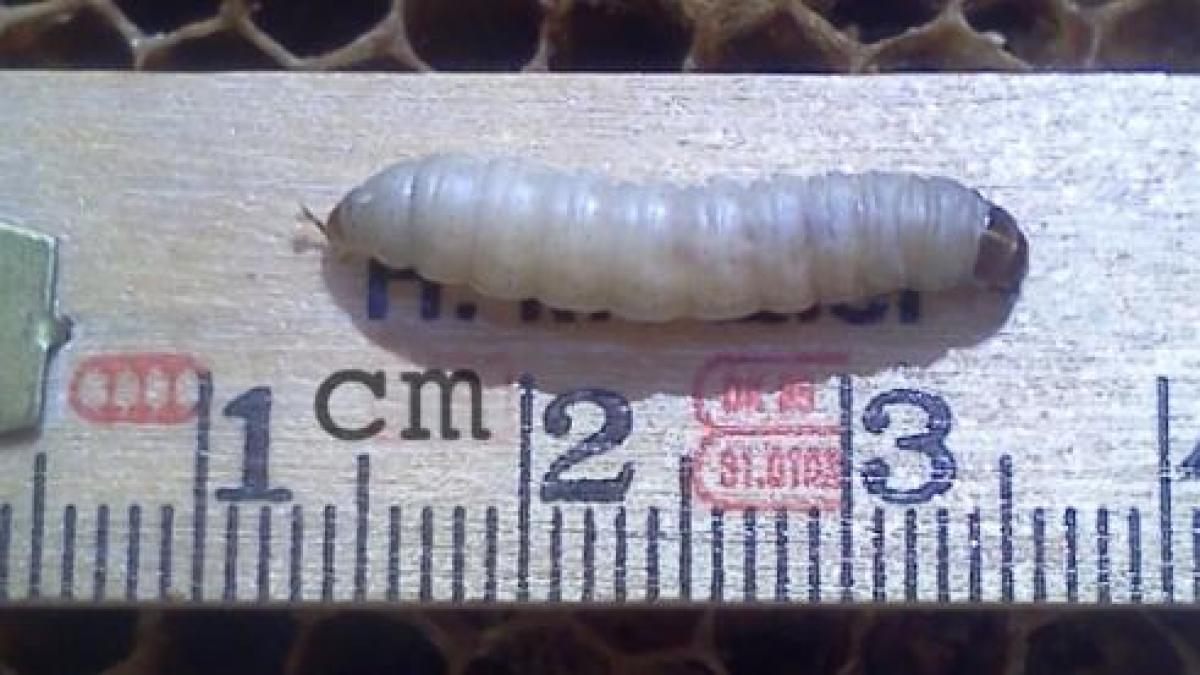 O specie de omidă care mănâncă pungi din polietilenă ar putea ajuta la eliminarea poluării prin plastic