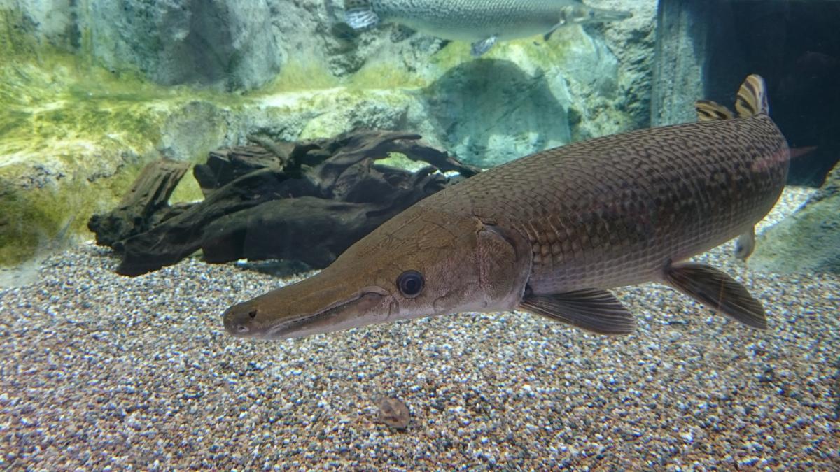 Descoperire confirmată în Thailanda a unei fosile de peşte cu o vechime de 150 de milioane de ani