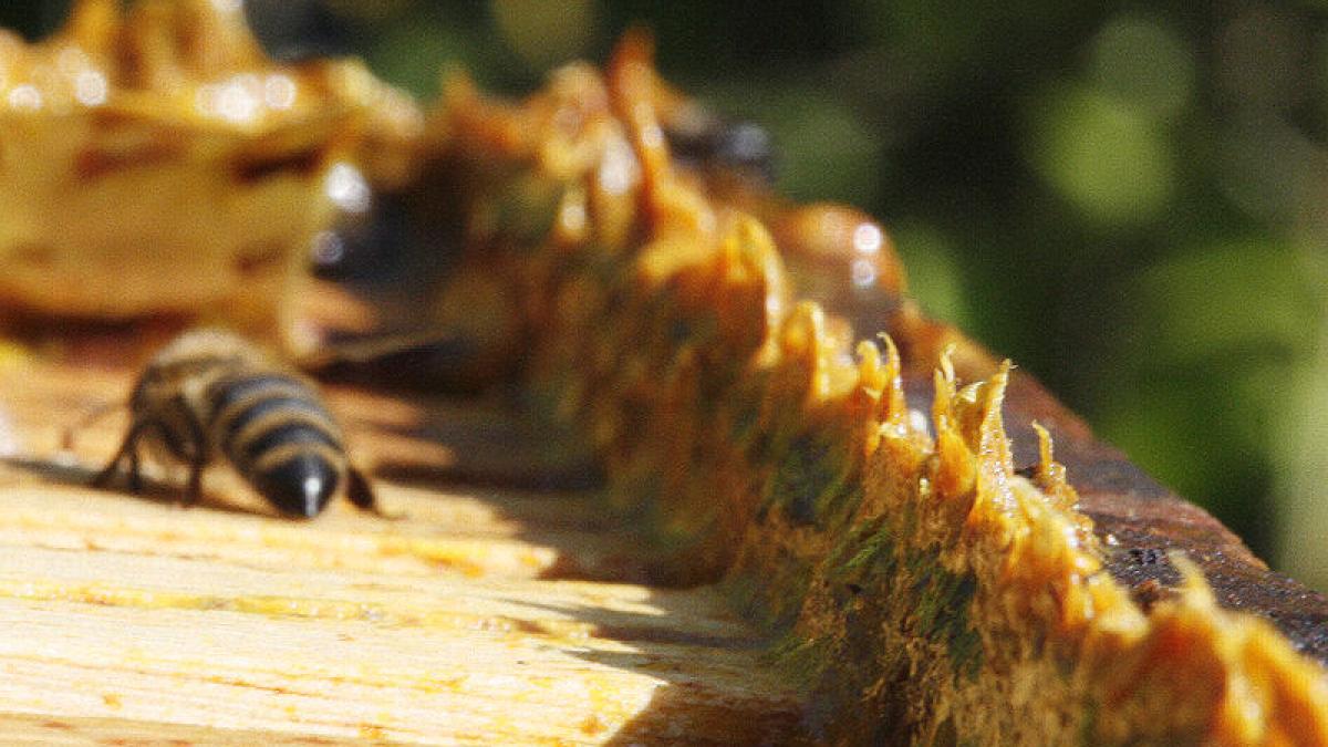 Tratamente naturiste. Ce boli poți vindeca cu ajutorul TINCTURII DE PROPOLIS. De ce trebuie să fie nelipsită din casa ta