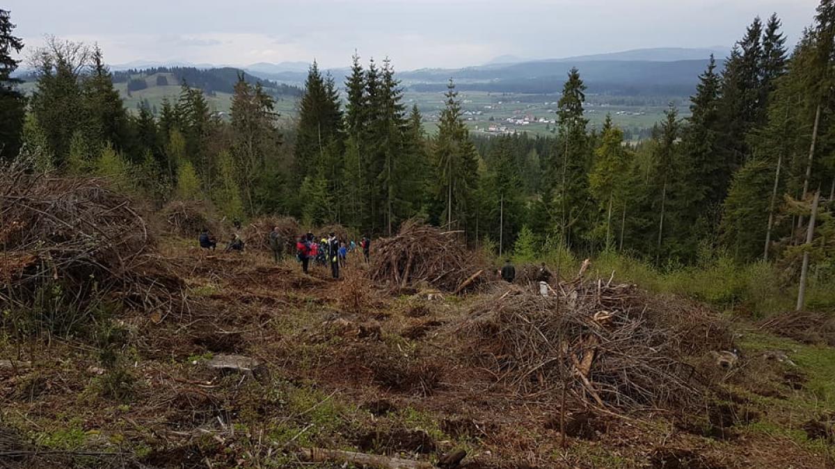 video hotii de lemne din suceava au inventat un nou mod de a fura
