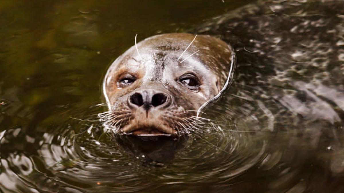 video cativa turisti au fost incantati sa vada un leu de mare insa gestul animalului a socat pe toata lumea