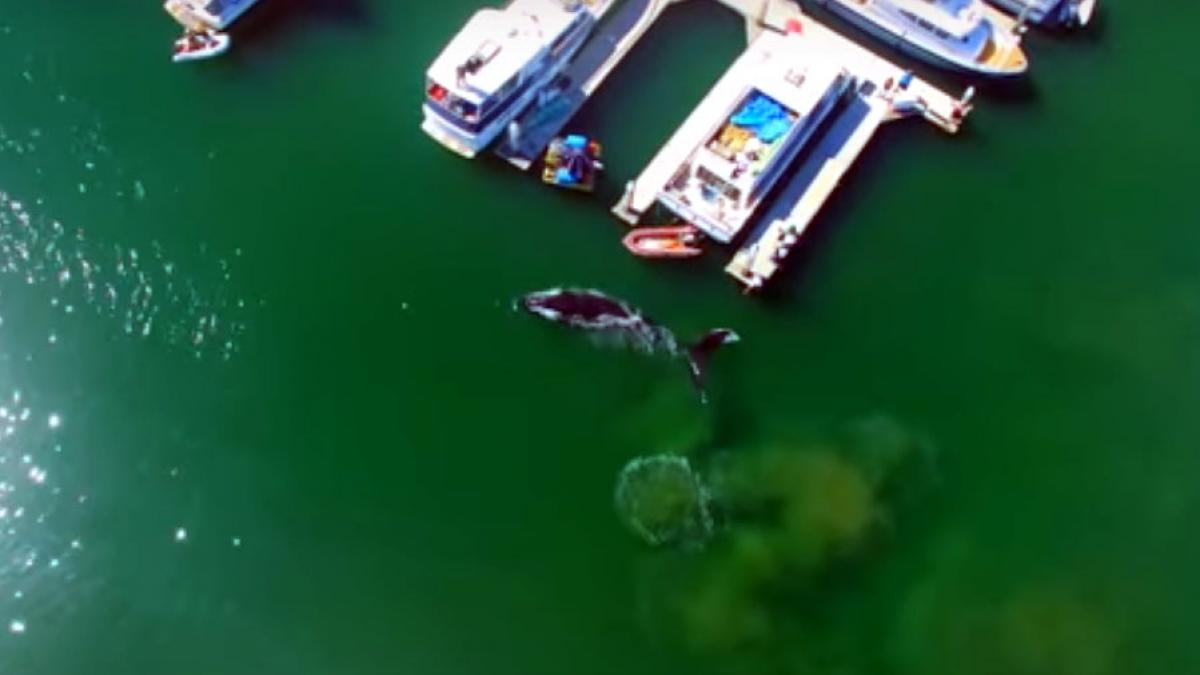 video imagini spectaculoase cu o balena uriasa care inoata alene printre barci