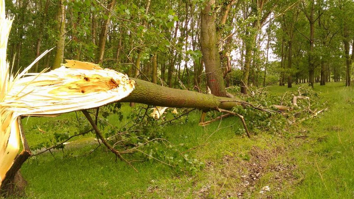 Ialomița - Vijelia a afectat mai multe acoperișuri și a rupt câteva zeci de arbori în Făcăieni