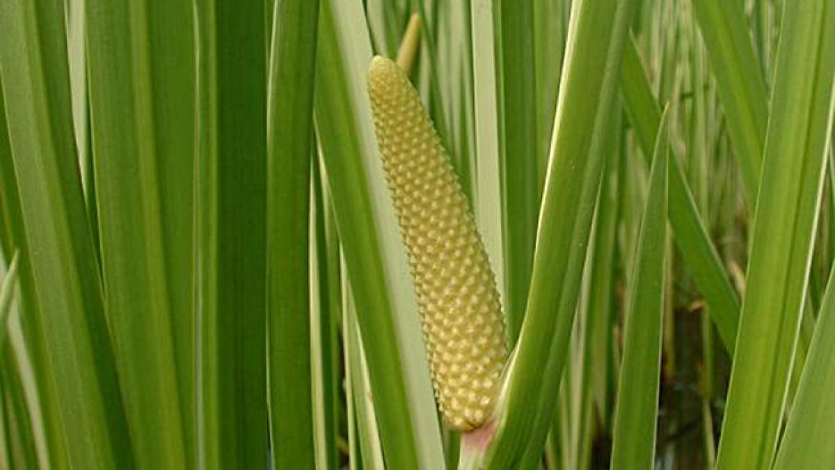Planta care îi ajută pe cei care vor să se lase de fumat