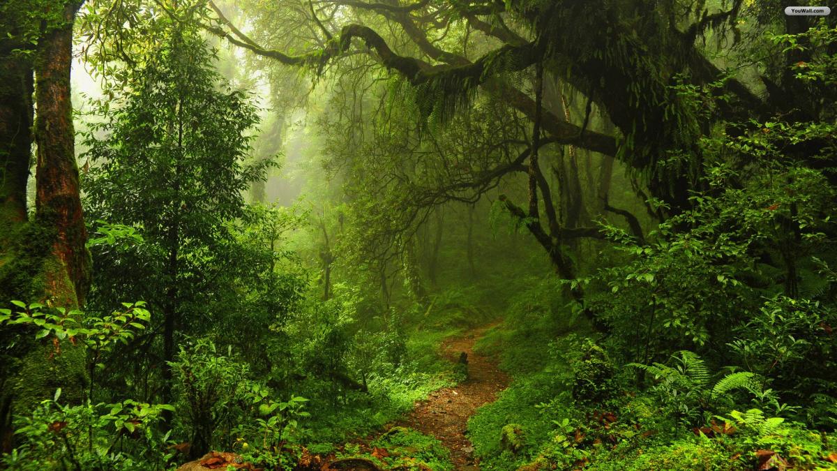 Un radio din Cehia care emite dintr-o pădure difuzează sunetele produse de animale