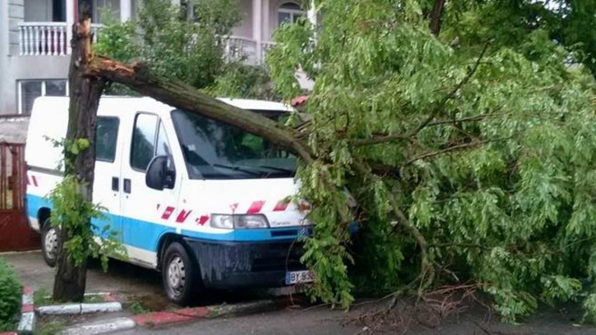 Vijelie în Alexandria - Un șofer a trecut prin momente de groază după ce un copac a căzut peste mașina sa
