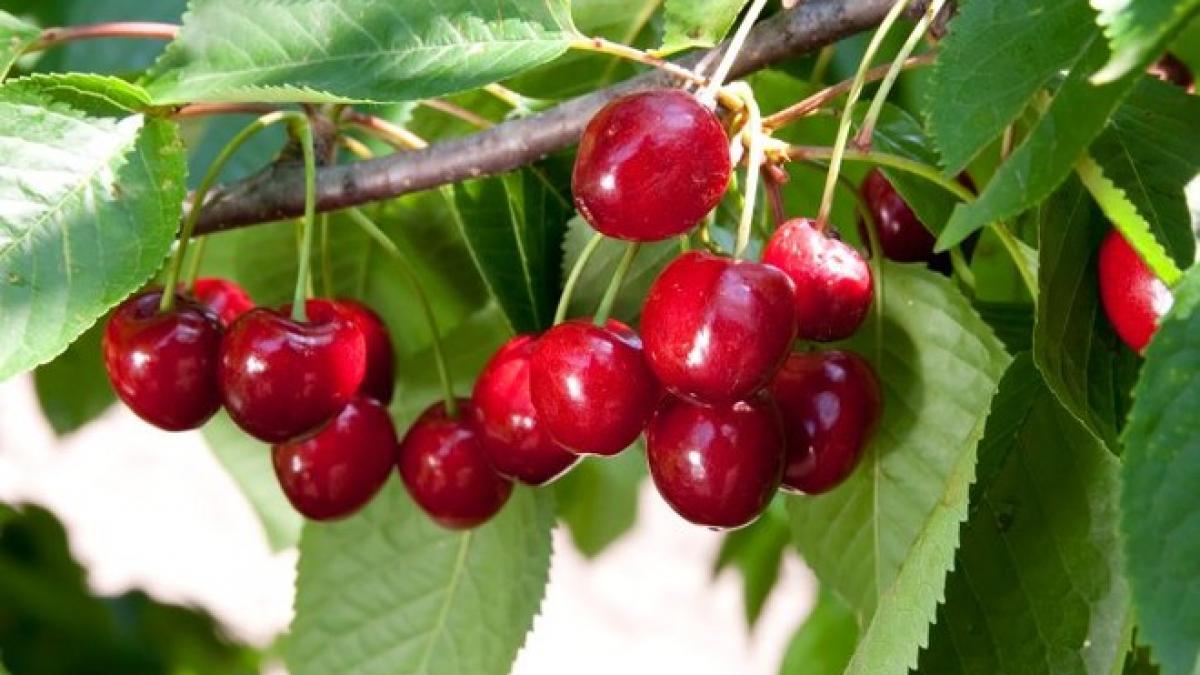 Top trei fructe pentru diabetici