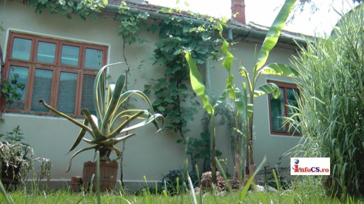 Un bărbat din Caraș Severin cultivă, banani, agave, dafin, arbori de cauciuc și arbori de vanilie