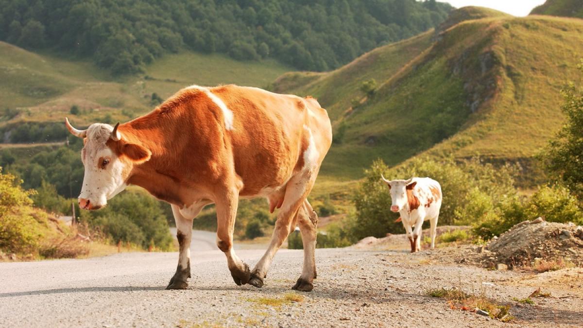 Botoşani: Păşunatul şi colectarea laptului, interzise la Manoleasa, după apariţia suspiciunii de antrax la un tată şi fiica lui