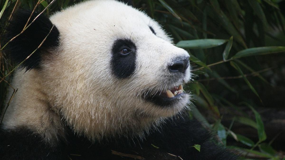 Impact economic de 242 milioane de dolari în urma naşterii unui pui de urs panda în Japonia
