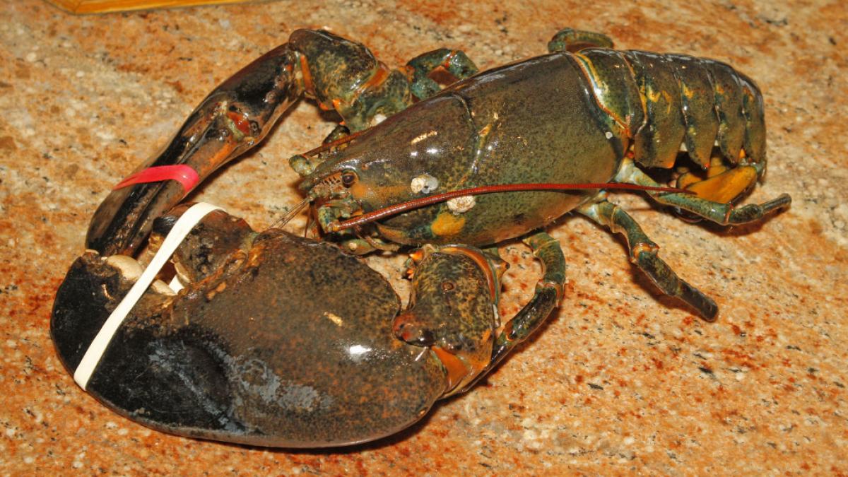 Un homar de 132 de ani, eliberat în sălbăticie după ce a trăit 20 de ani într-un restaurant