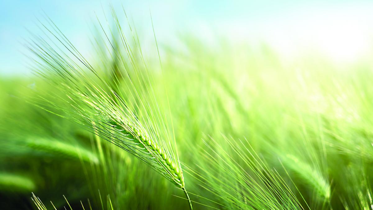 Cultivarea cerealelor, o afacere prosperă. România, lider european. Topul firmelor cu cele mai tari business-uri
