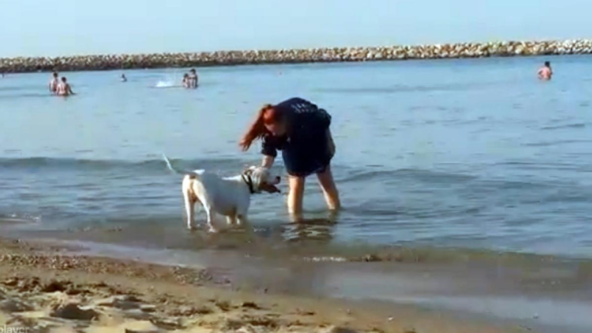 Cu pittbull-ul pe plajă. Legea interzice pesoanelor cu câini accesul pe plajă. Ce amendă riscă