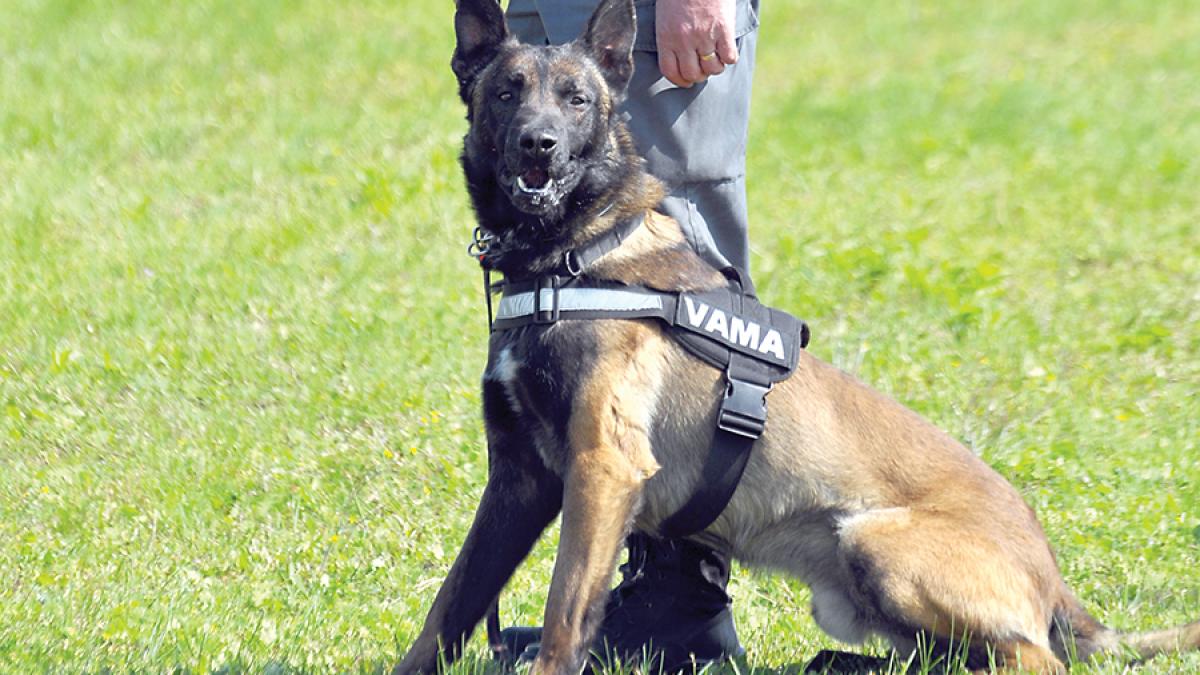 Sid, câinele-vedetă al Vămii, s-a pensionat