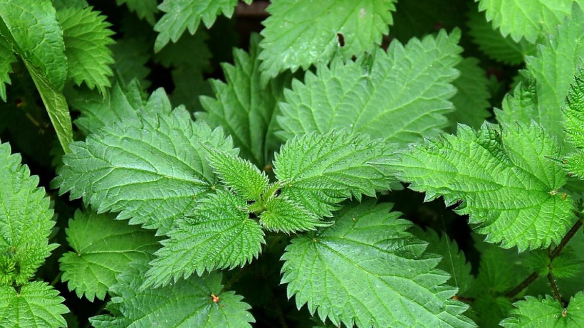 REŢETA ZILEI: Paste cu iaurt şi urzici