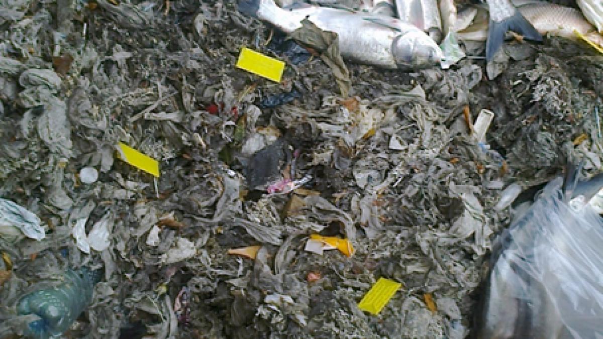 Canalizarea din Bucureşti, pusă în pericol de utilizatorii neatenţi