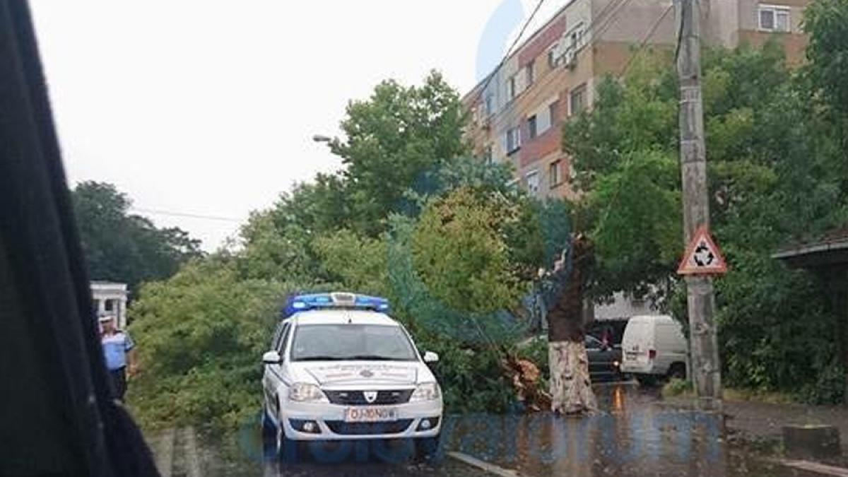 Dolj:Copaci căzuţi, autoturisme avariate şi peste 2.600 de locuinţe fără energie electrică din cauza vijeliei