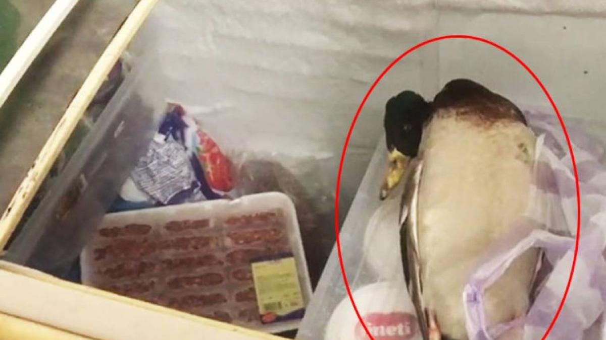VIDEO - Comisarii OPC au găsit dezastru în bucătăriile mai multor localuri de pe faleza Cazinoului Mamaia