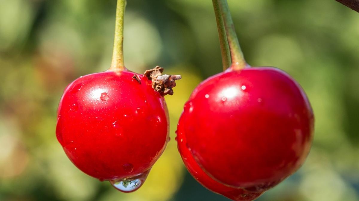 REŢETA ZILEI: Dulceaţă de vişine