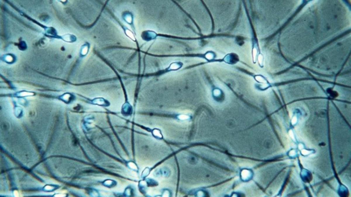 Proiect: Inseminarea artificială - susţinută financiar de stat şi a doua oară, inclusiv pentru femeile necăsătorite