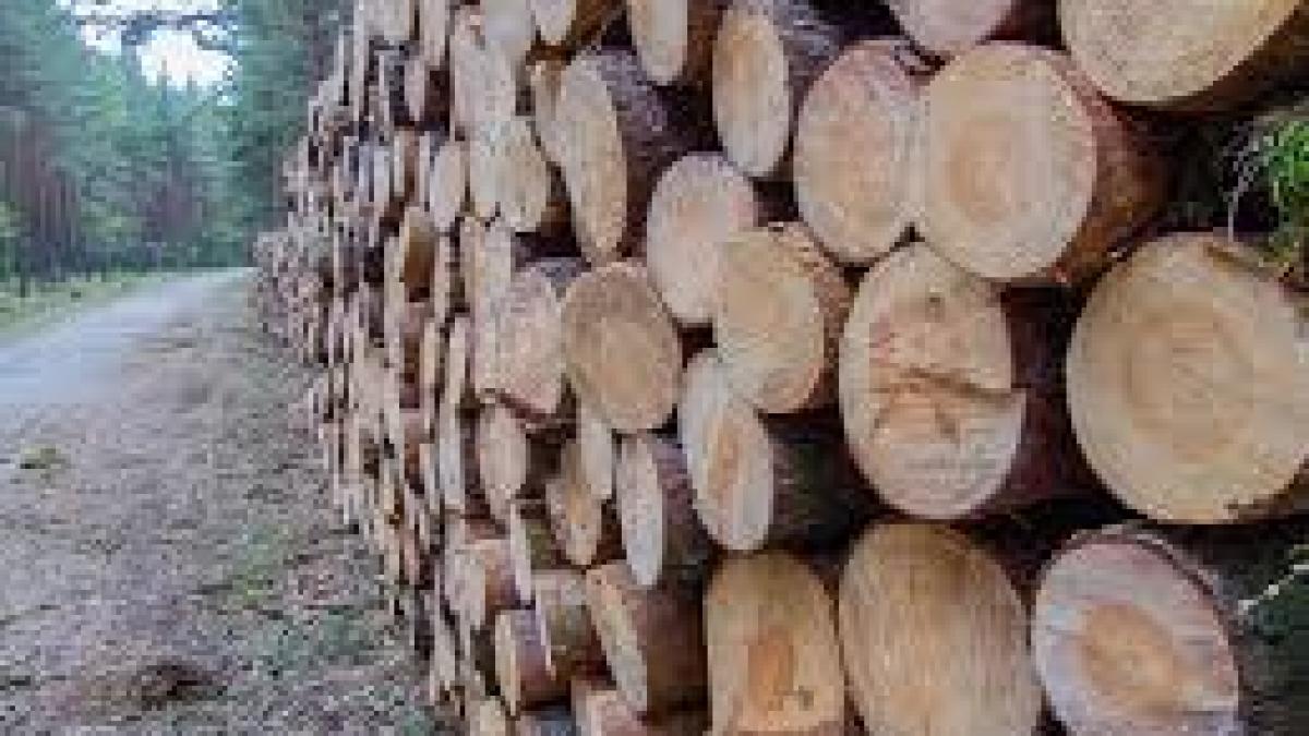IGPR: Peste 1.800 de persoane cercetate pentru comiterea de infracțiuni silvice
