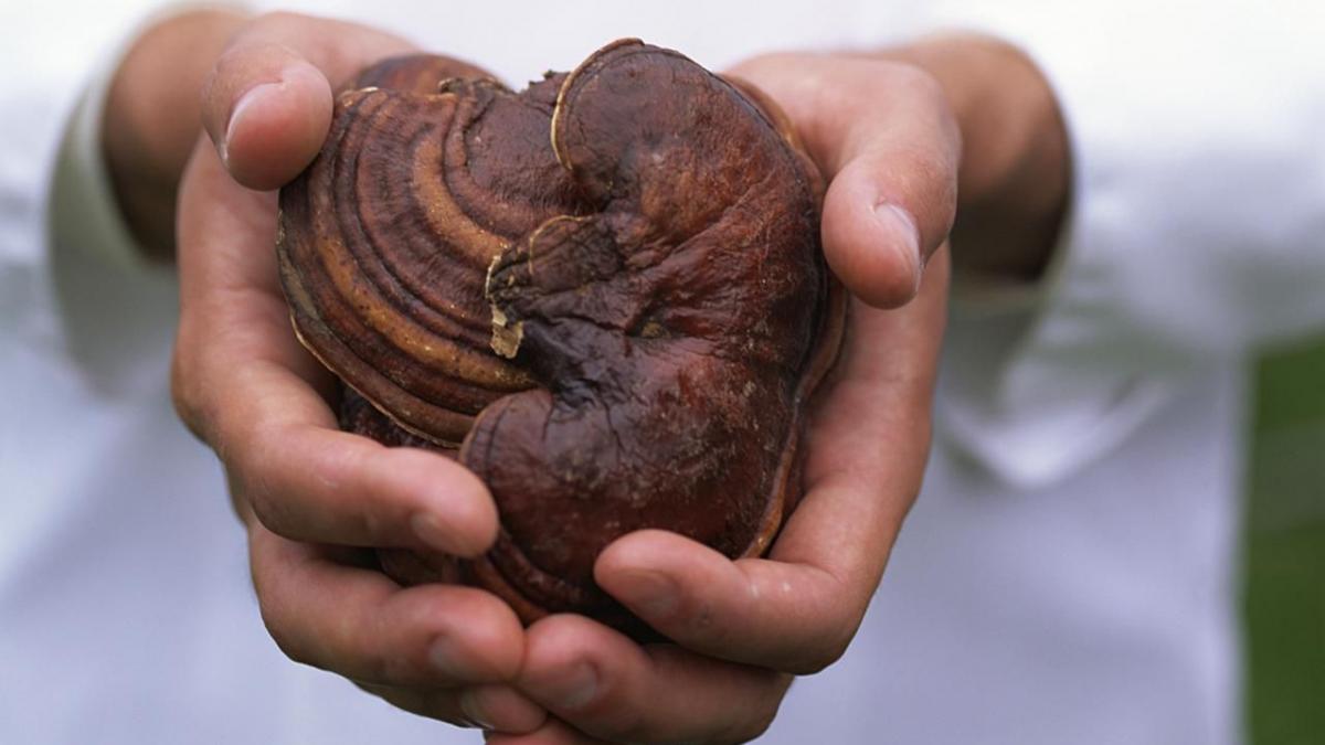Tratamente naturiste. Supranumită și „leacul lui Dumnezeu” această plantă tratează cancerul și vindecă alte 12 boli grave. Află totul despre ea
