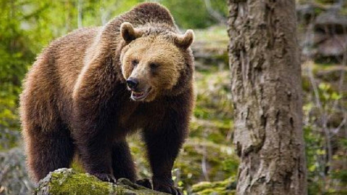 Urşii româneşti au ajuns celebri în Marea Britanie! BBC a publicat un colaj cu animalele care umblă nestingherite pe străzi