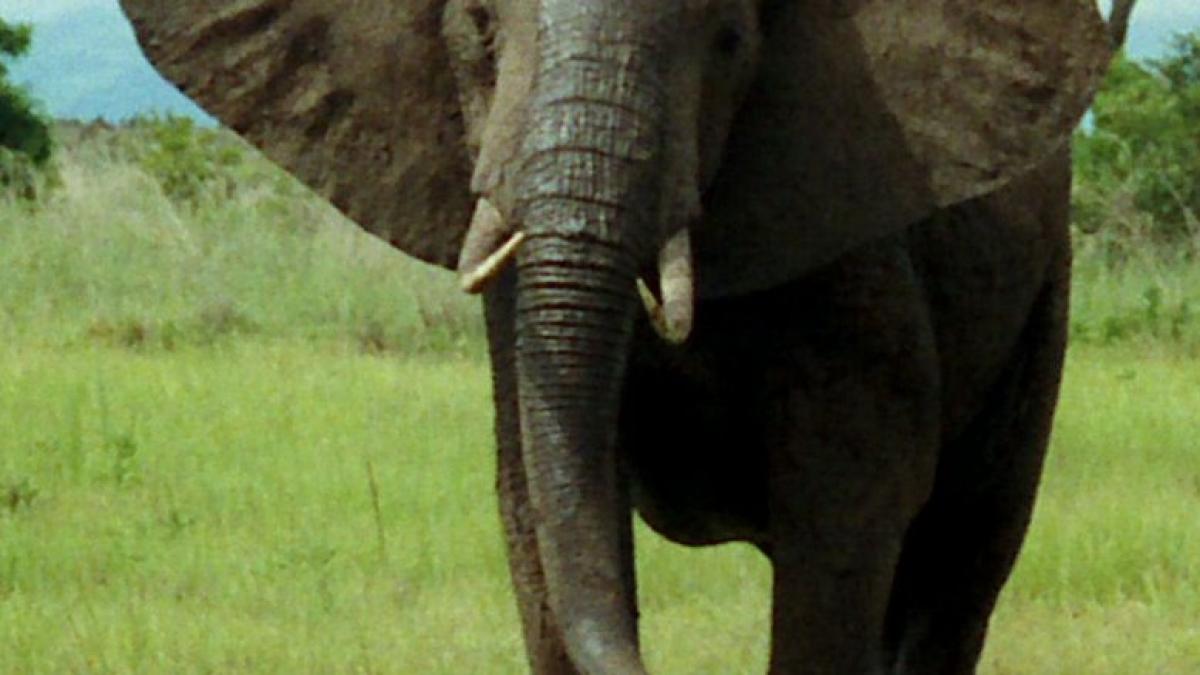 Un elefant care a omorât 15 oameni riscă să fie împușcat