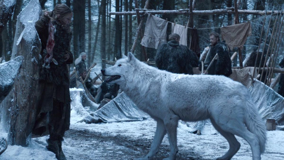 Numărul câinilor husky abandonați a urcat vertiginos în SUA după lansarea serialului Game of Thrones
