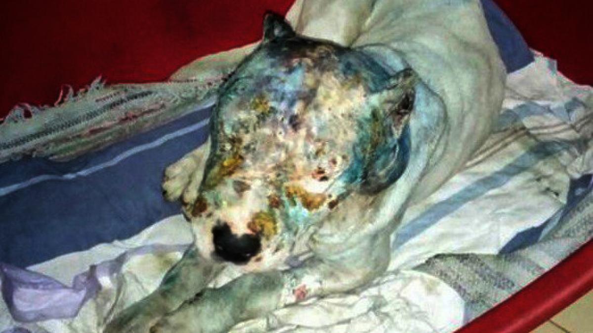 VIDEO - Lupte ilegale de câini la Cobadin. Un câine sfâșiat a fost găsit pe o stradă din oraș