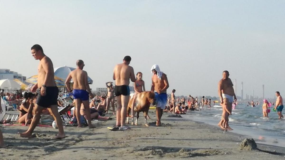 Ponei chinuiți la Mamaia. Poliția Locală a reușit confiscarea unui căluț