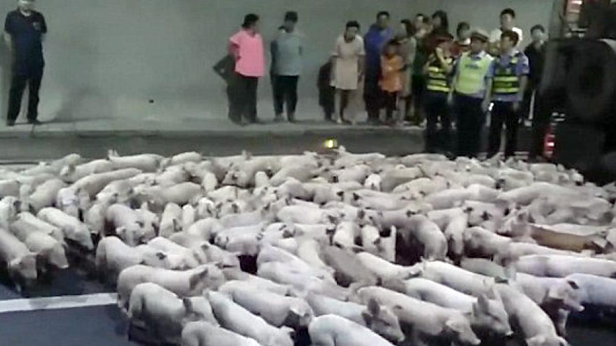 video amuzant autostrada atacata de sute de purcei