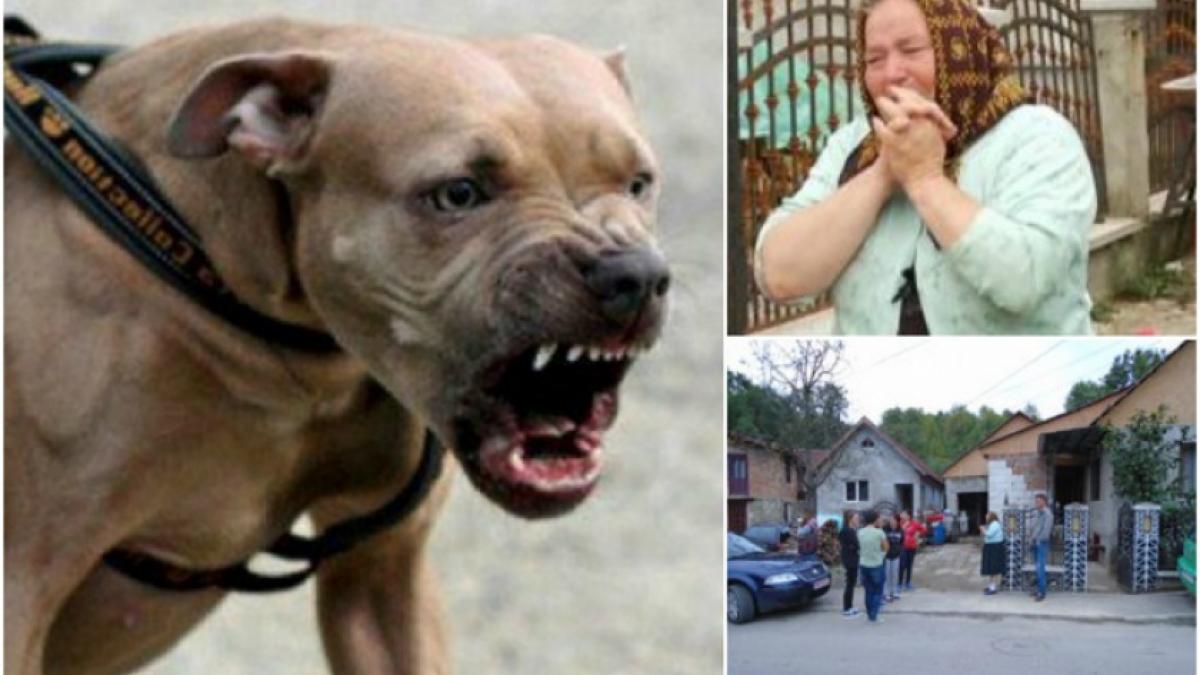 TRAGEDIE în Sighetu Marmaţiei! Copilaş de 4 ani, SFÂŞIAT de câinele Amstaff al unchiului. Animalul l-a ucis pe loc, apoi l-a târât în curtea casei