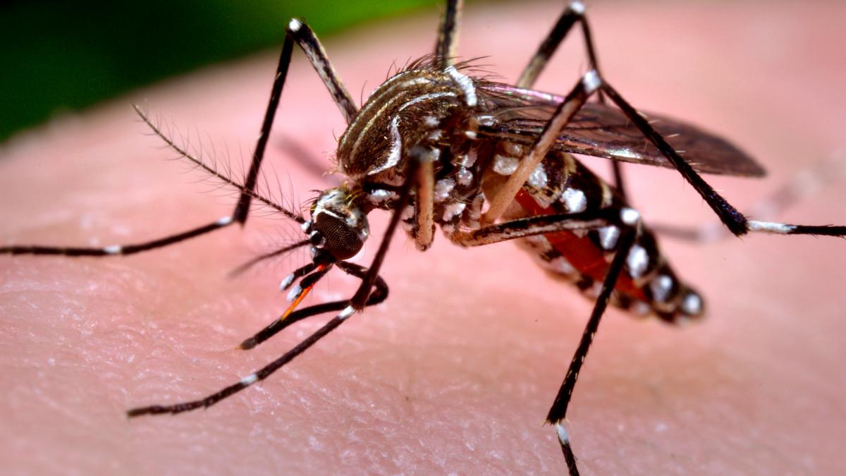 6 români ucişi de West Nile, virus transmis de ţânţari
