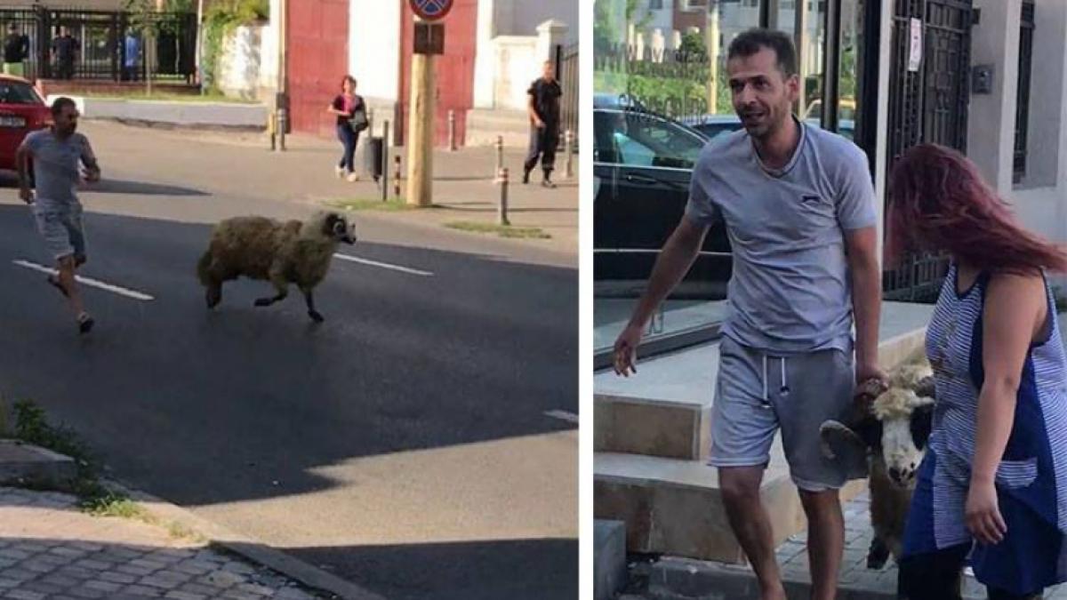 Clipe de coșmar în Constanţa! Un berbec scăpat de sub control a fost fugărit pe un bulevard aglomerat din oraş 