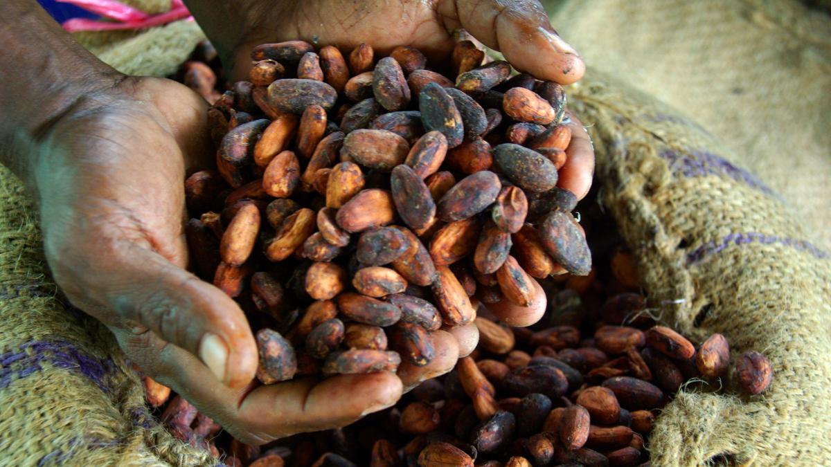Defrişări masive în Africa de Vest pentru cacao