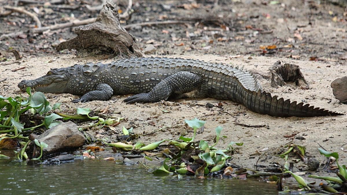 Jurnalist britanic găsit mort în Sri Lanka