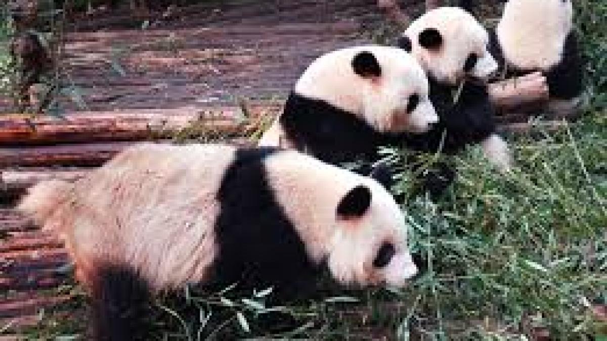 Studiu: Numărul urșilor panda a crescut, nu însă și habitatul lor