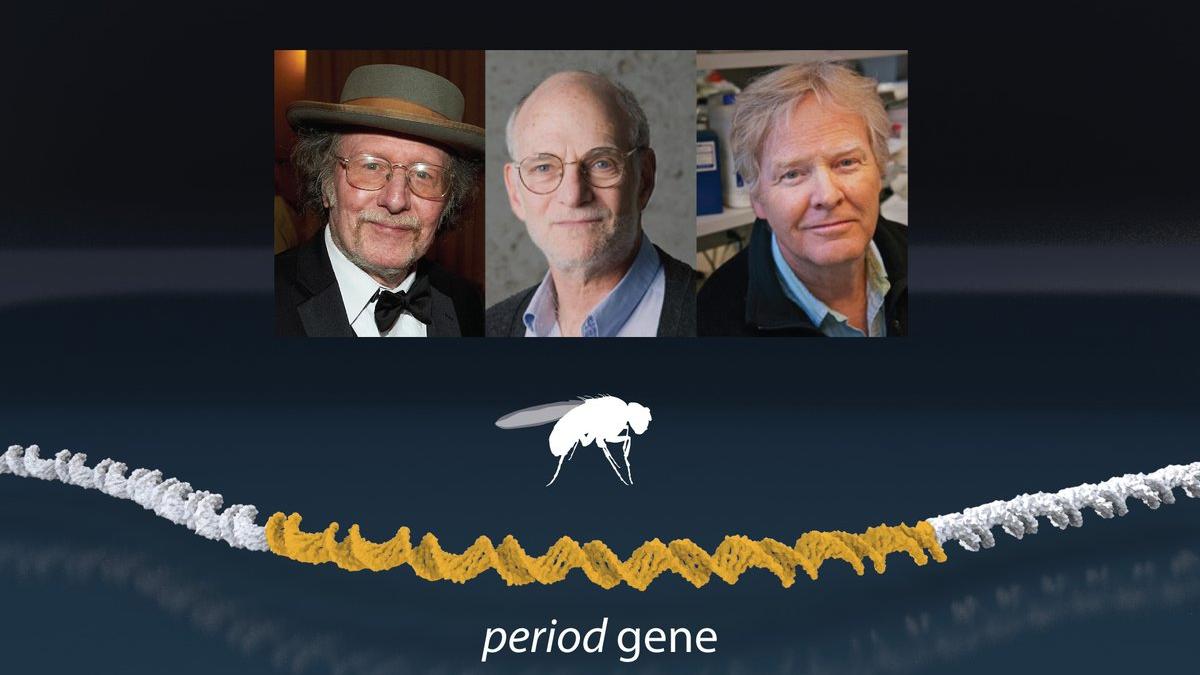 PREMIUL NOBEL 2017 pentru MEDICINĂ, câștigat de 3 americani