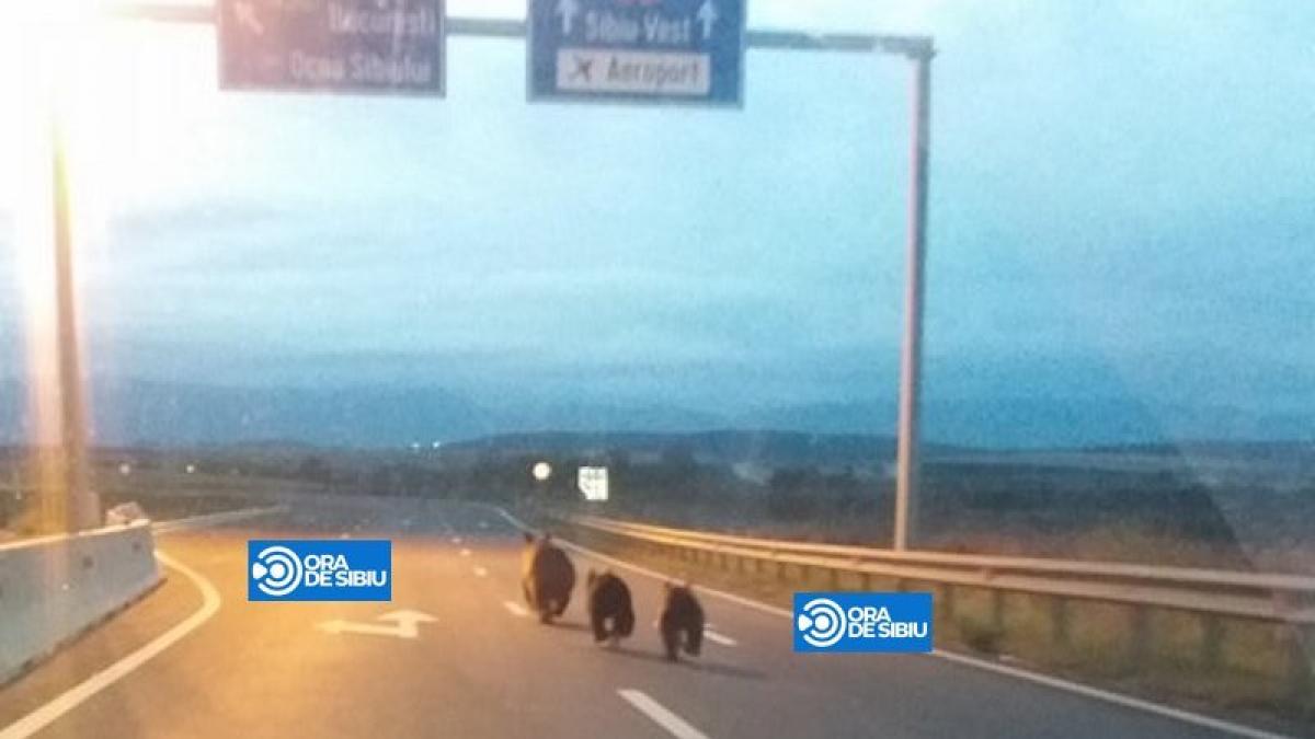 De ce autostrăzile trebuie să fie prevăzute cu pasaje pentru animalele sălbatice