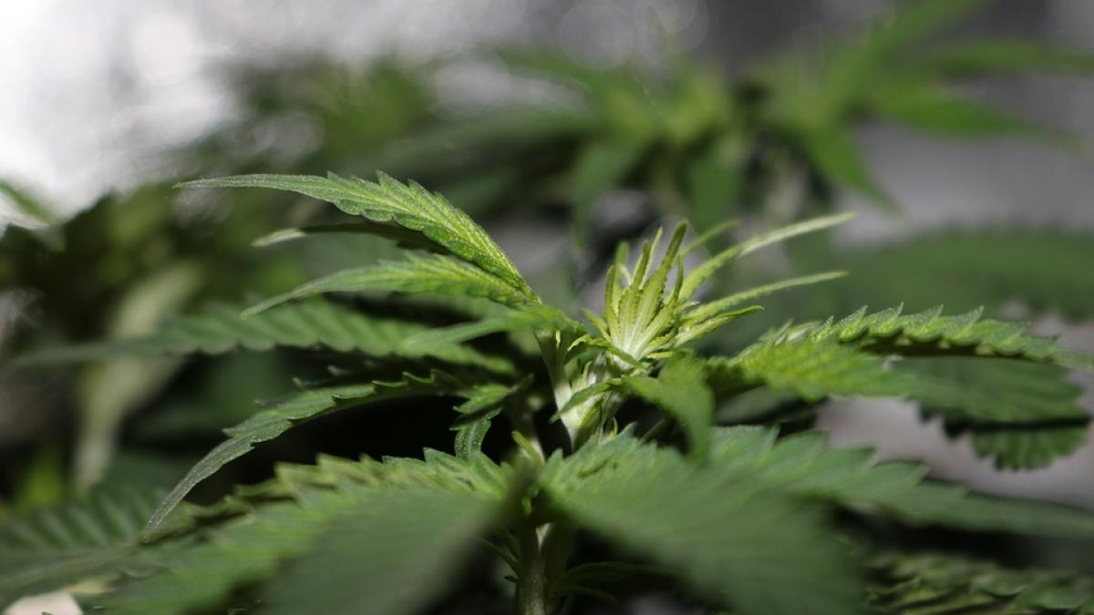 Doi bărbați reținuți pentru trafic de droguri, 640 kg masă verde de canabis confiscate