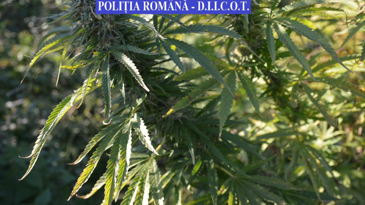 video cum arata plantatia de canabis de 4 milioane de euro dintimis