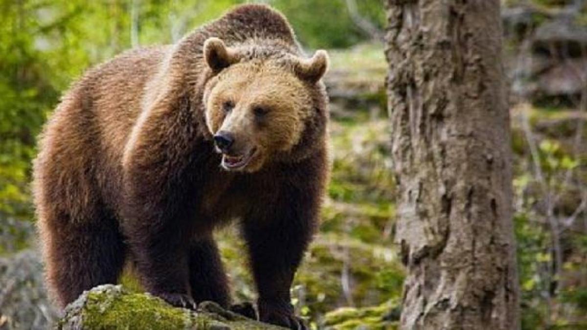 Autorităţile din Harghita au lansat o campanie de strângere de fonduri pentru persoanele rănite de urşi