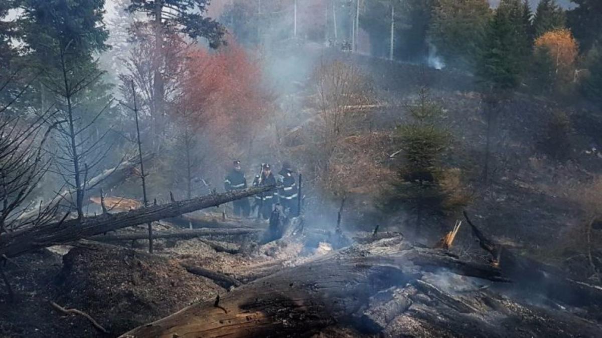 Incendiu într-o pădure din Moroieni; pompierii au mers pe jos o oră pentru a stinge focul