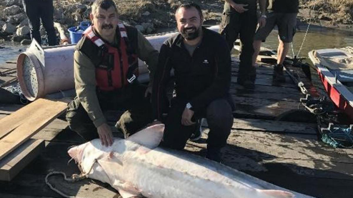 Pescari recompensați de autorități, după ce au predat un morun de 100 kg prins accidental