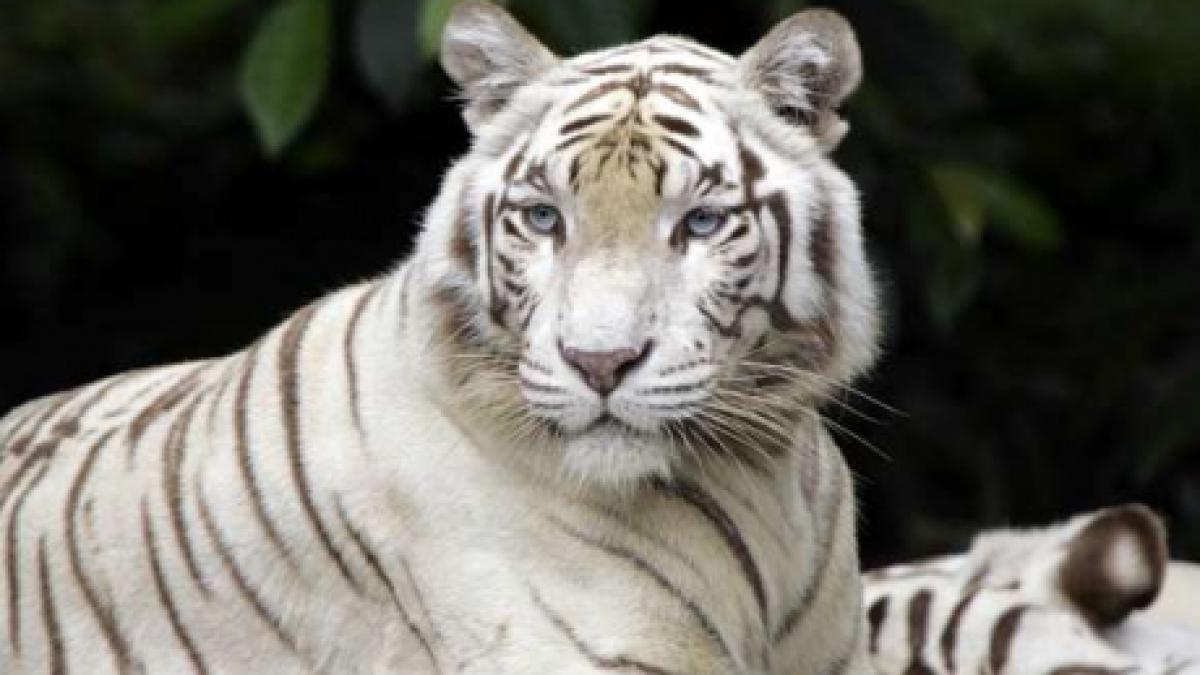 Braşov: Grădina Zoologică şi-a sărbătorit perechea de leoparzi albi prin ateliere dedicate copiilor