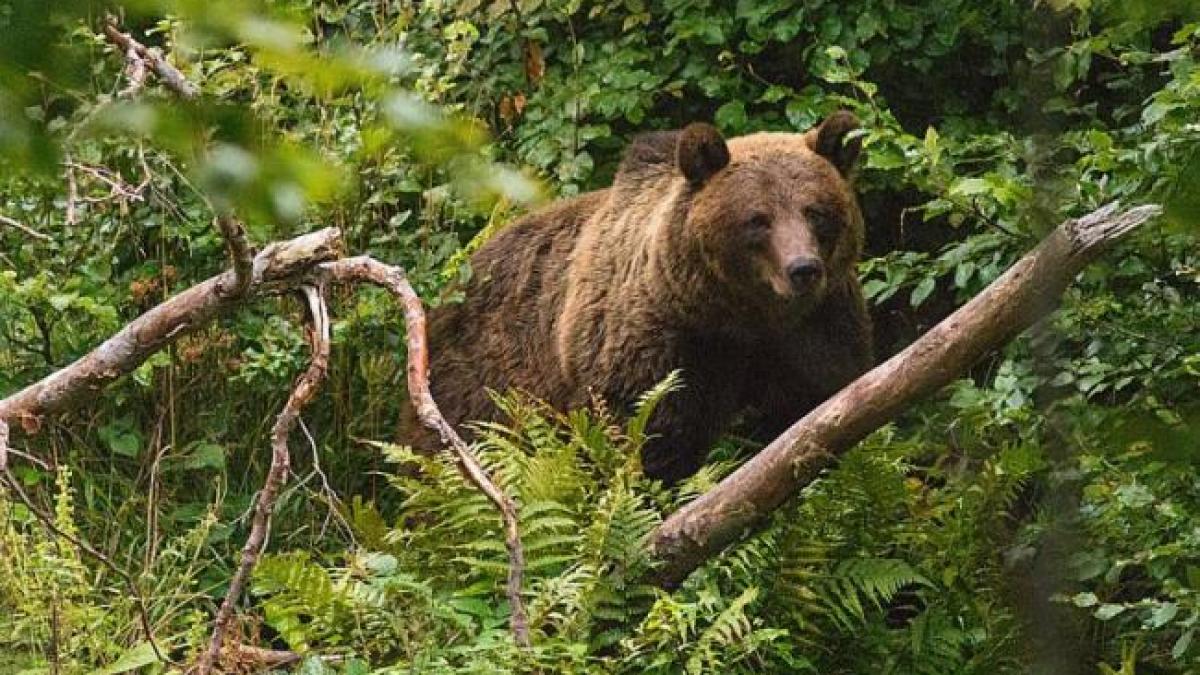 Două persoane au fost atacate de urs în municipiul Făgăraş. Una dintre victime este o fetiță de 14 ani