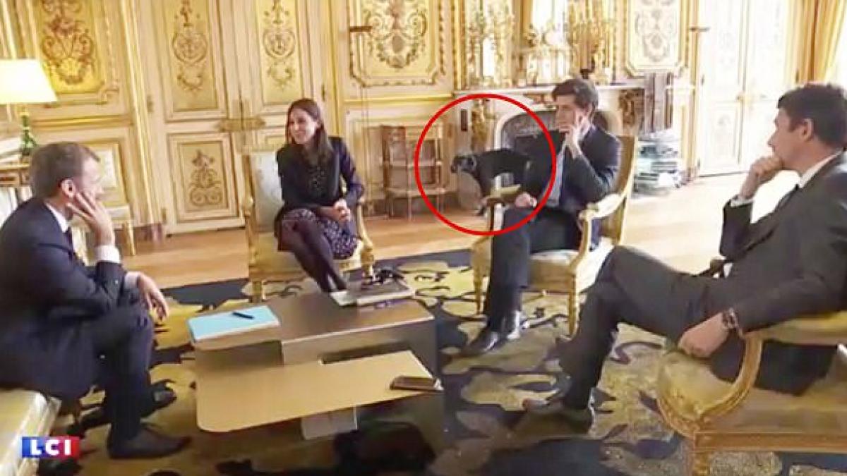 video cainele presedintelui francez surprins intr o transmisie in direct in timp ce urina pe un semineu din palatul elysee