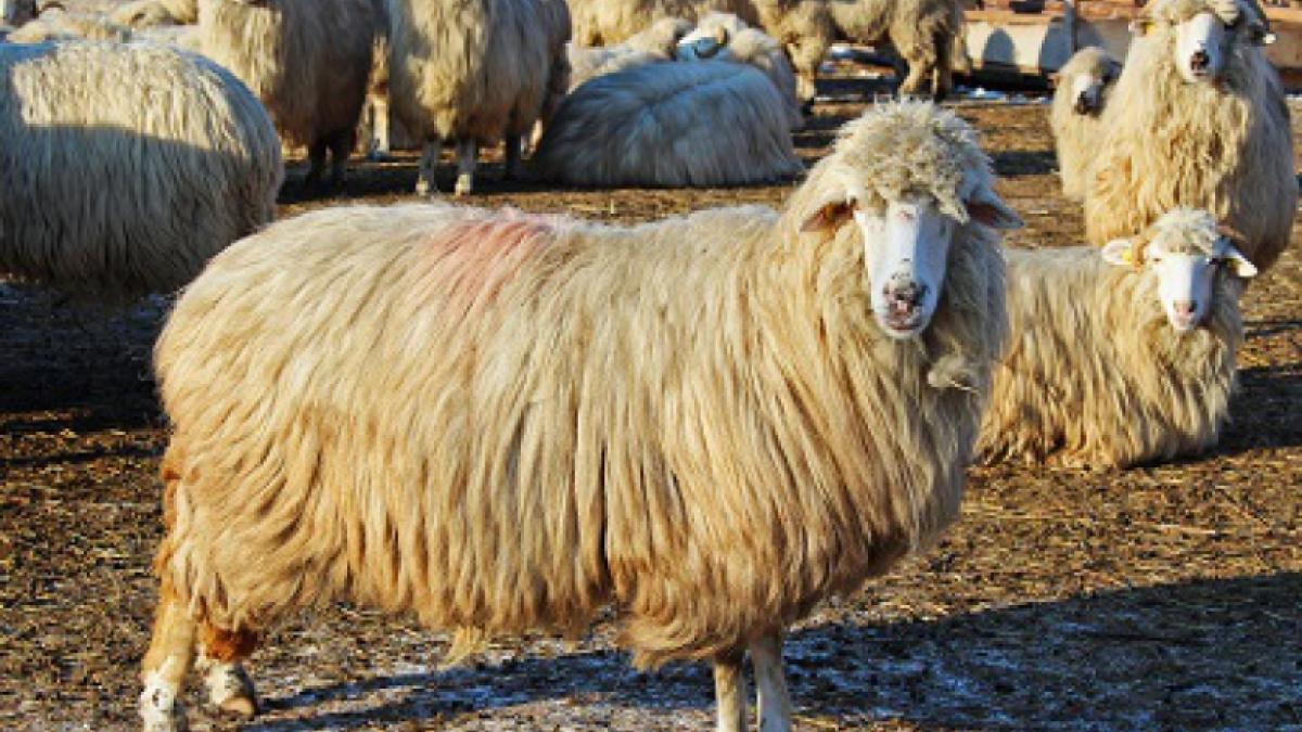 Ministerul Agriculturii lansează în premieră campania 'Alege oaia!'. Ciobanii oferă degustări gratuite de tocăniţă şi pastramă
